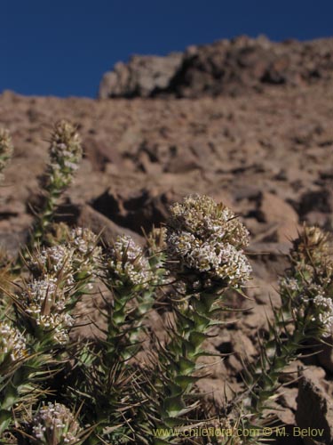 Image of Nassauvia pyramidalis (Nassauvia de espiga densa). Click to enlarge parts of image.