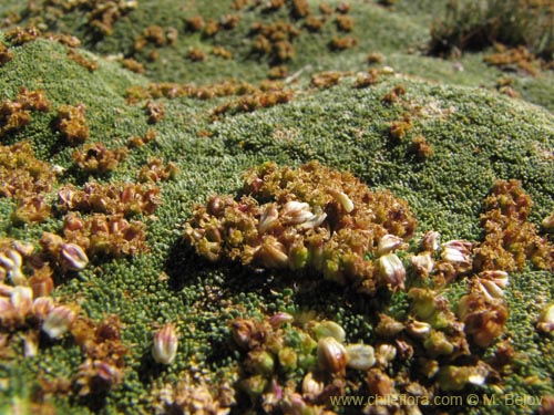 Bild von Azorella madreporica (). Klicken Sie, um den Ausschnitt zu vergrössern.