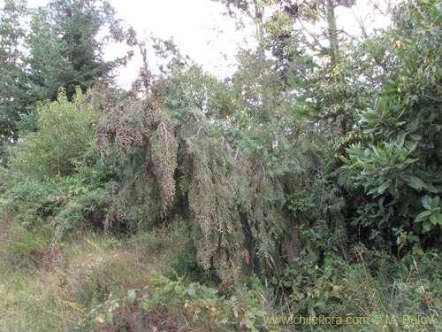 Imágen de Chamaecyparis sp. #2166 (). Haga un clic para aumentar parte de imágen.