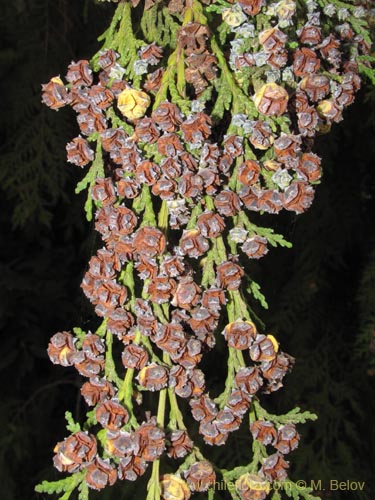 Imágen de Chamaecyparis sp. #2166 (). Haga un clic para aumentar parte de imágen.