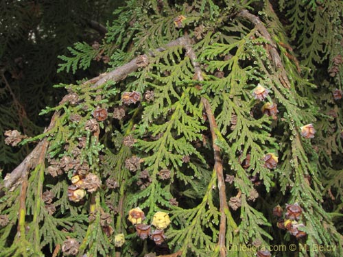 Imágen de Chamaecyparis sp. #2166 (). Haga un clic para aumentar parte de imágen.