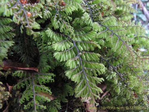 식물종은 불명 (Fern) sp.# 3191의 사진