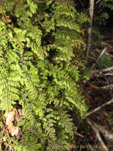 식물종은 불명 (Fern) sp.# 3191의 사진