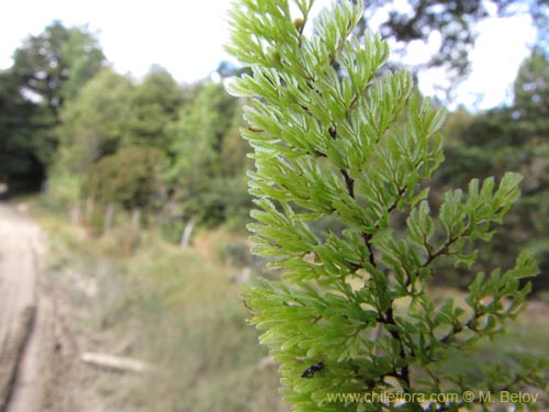 식물종은 불명 (Fern) sp.# 3191의 사진