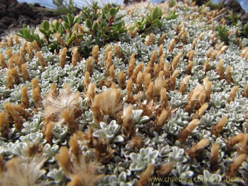 Bild von Lucilia araucana (). Klicken Sie, um den Ausschnitt zu vergrössern.