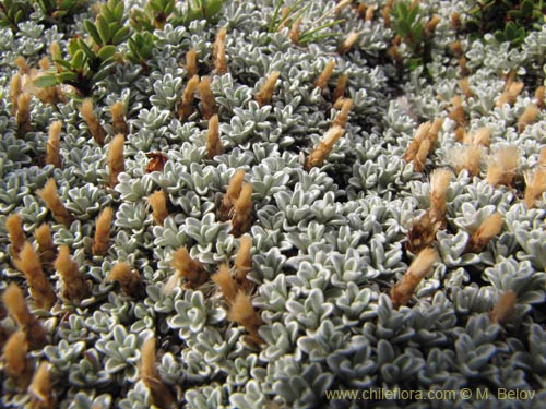 Bild von Lucilia araucana (). Klicken Sie, um den Ausschnitt zu vergrössern.