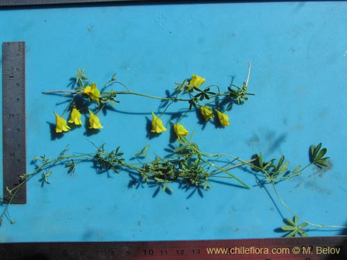 Imágen de Tropaeolum nuptae-jucundae (). Haga un clic para aumentar parte de imágen.