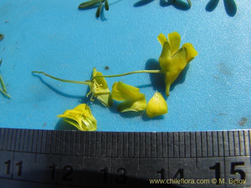 Image of Tropaeolum nuptae-jucundae (). Click to enlarge parts of image.