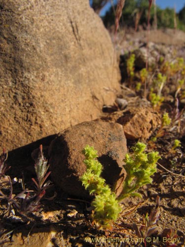 Image of Unidentified Plant sp. #2228 (). Click to enlarge parts of image.