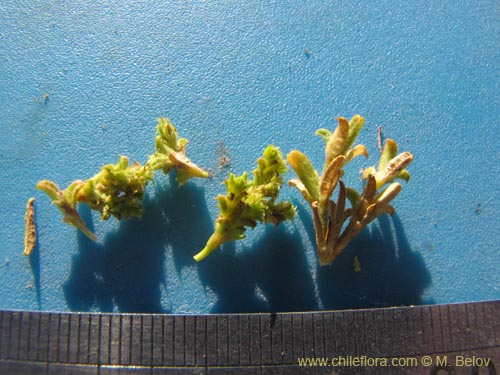 没断定的植物 sp. #2228的照片