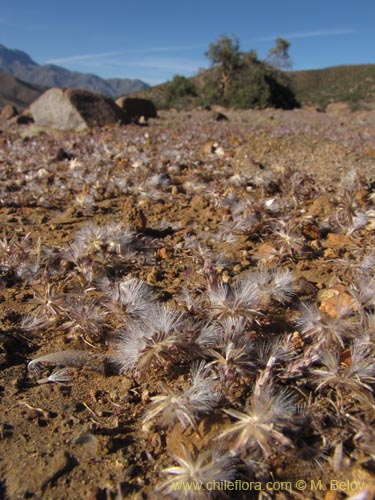 Bild von Chaetanthera sp. #2227 (). Klicken Sie, um den Ausschnitt zu vergrössern.