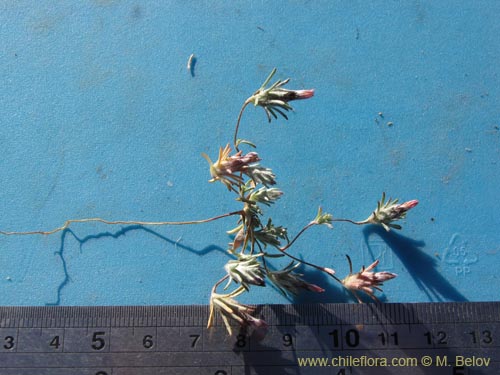 Bild von Chaetanthera sp. #2227 (). Klicken Sie, um den Ausschnitt zu vergrössern.