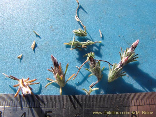 Bild von Chaetanthera sp. #2227 (). Klicken Sie, um den Ausschnitt zu vergrössern.