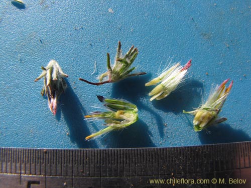 Bild von Chaetanthera sp. #2227 (). Klicken Sie, um den Ausschnitt zu vergrössern.