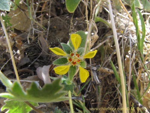 Loasa sp. #2232의 사진