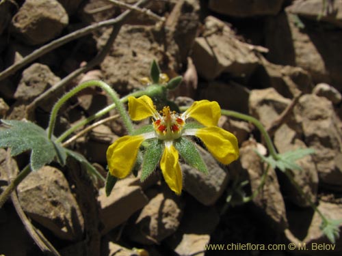 Loasa sp. #2232의 사진