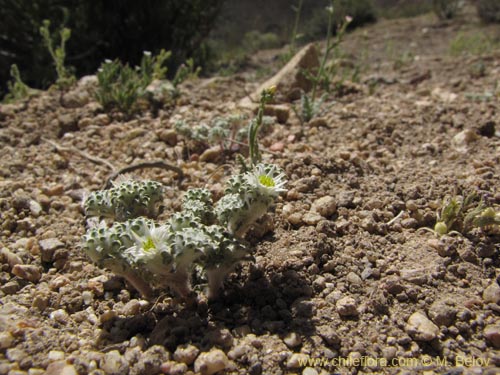 Bild von Chaetanthera sp. #2225 (). Klicken Sie, um den Ausschnitt zu vergrössern.