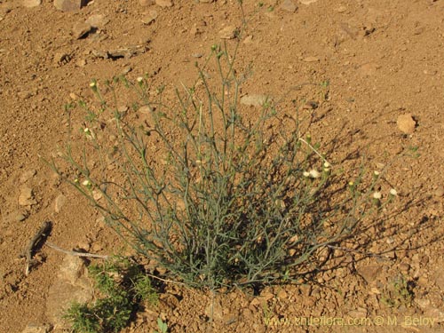 Image of Senecio sp. #2231 (). Click to enlarge parts of image.
