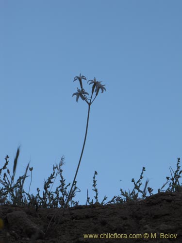 Image of Leucocoryne sp. #2226 (). Click to enlarge parts of image.