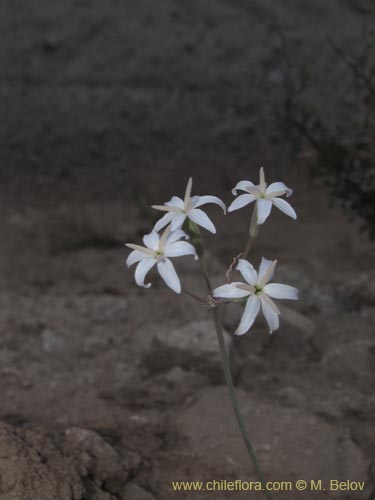 Image of Leucocoryne sp. #2226 (). Click to enlarge parts of image.