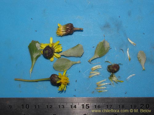 Image of Haplopappus sp. #3120 (). Click to enlarge parts of image.