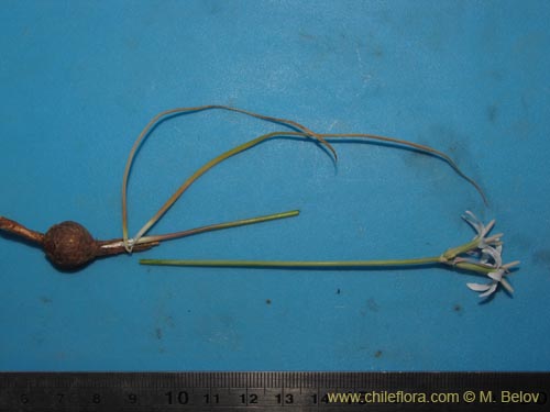 Image of Leucocoryne sp. #2226 (). Click to enlarge parts of image.