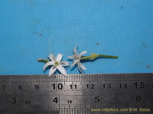 Image of Leucocoryne sp. #2226 (). Click to enlarge parts of image.