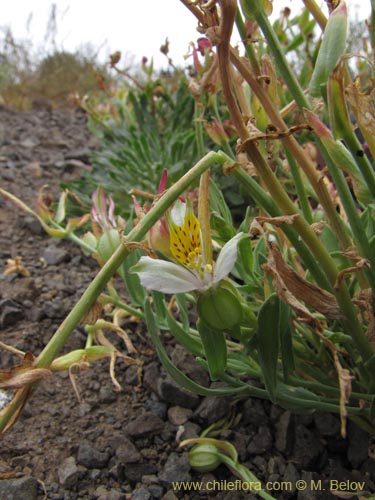 Image of Alstroemeria graminea (). Click to enlarge parts of image.