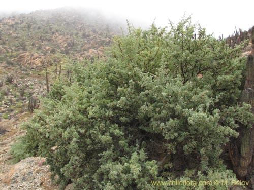 Image of Grabowskia glauca (). Click to enlarge parts of image.