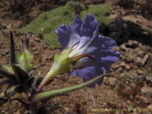 Nolana elegans의 사진