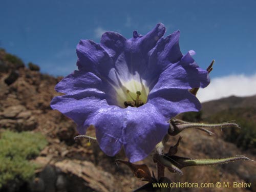 Nolana elegans의 사진