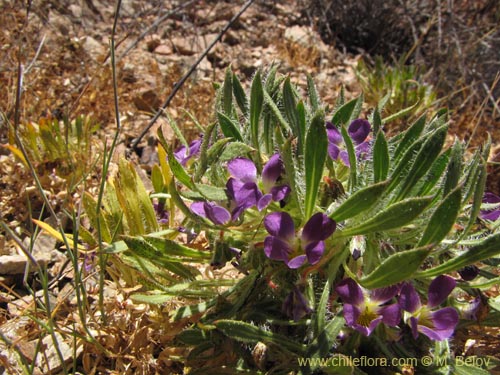 Viola taltalensis의 사진