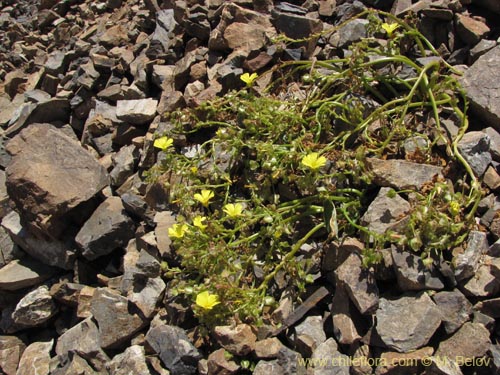 Image of Oxalis sp. #3170 (). Click to enlarge parts of image.