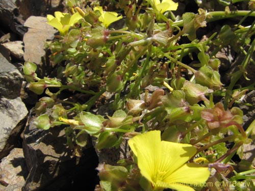 Image of Oxalis sp. #3170 (). Click to enlarge parts of image.