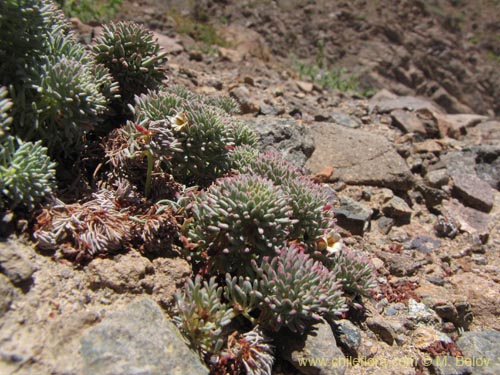 Bild von Oxalis caesia (). Klicken Sie, um den Ausschnitt zu vergrössern.