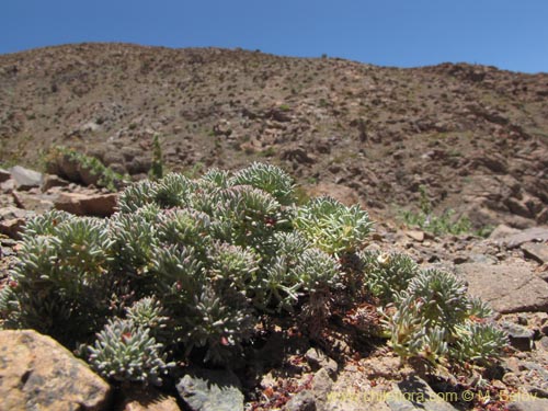 Bild von Oxalis caesia (). Klicken Sie, um den Ausschnitt zu vergrössern.