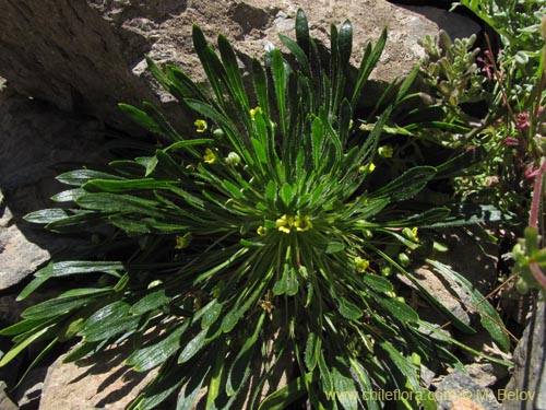 Image of Viola sp. #1166 (). Click to enlarge parts of image.