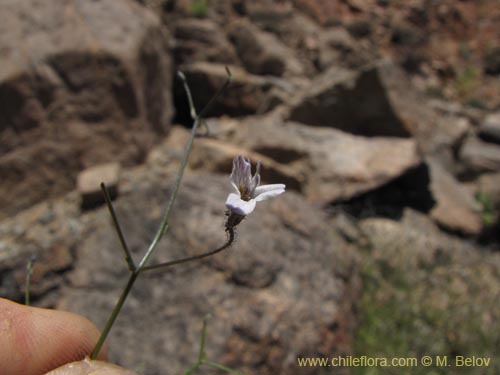 Reyesia sp. #3122の写真