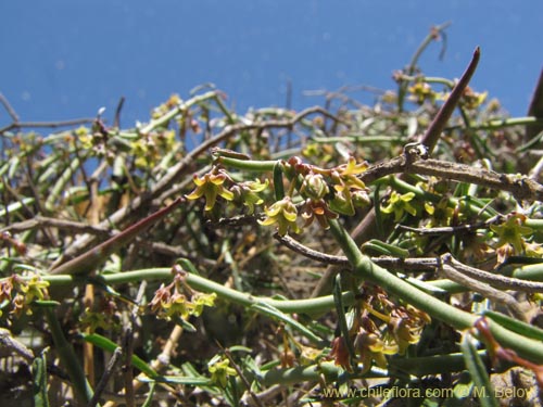 Cynanchum sp. #3125の写真