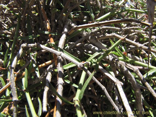 Cynanchum sp. #3125の写真