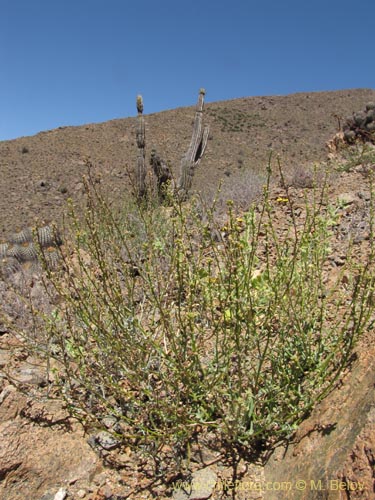 Brassicaceae sp. #2223의 사진