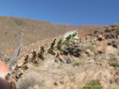Image of Unidentified Plant sp. #3094 (). Click to enlarge parts of image.