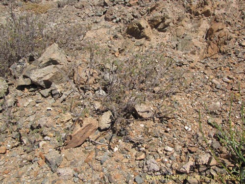 Image of Unidentified Plant sp. #3094 (). Click to enlarge parts of image.