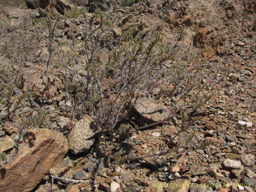 Image of Unidentified Plant sp. #3094 (). Click to enlarge parts of image.