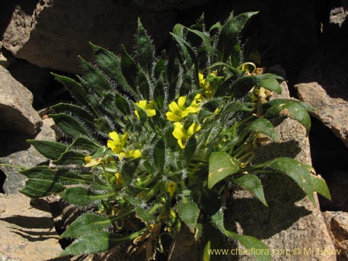 Bild von Viola sp. #1166 (). Klicken Sie, um den Ausschnitt zu vergrössern.