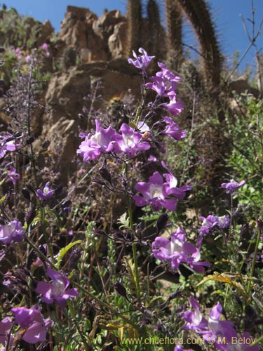 Bild von Schizanthus laetus (). Klicken Sie, um den Ausschnitt zu vergrössern.