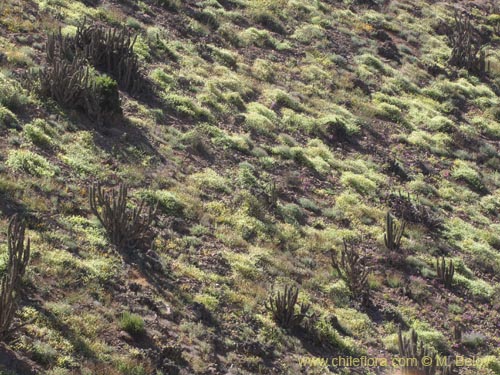 Image of Unidentified Plant sp. #3094 (). Click to enlarge parts of image.