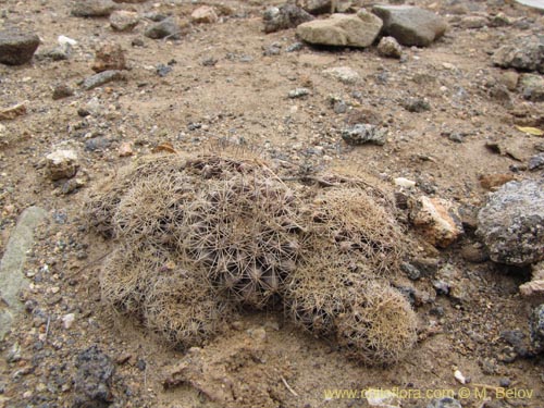 Image of Eriosyce sp. #2220 (). Click to enlarge parts of image.