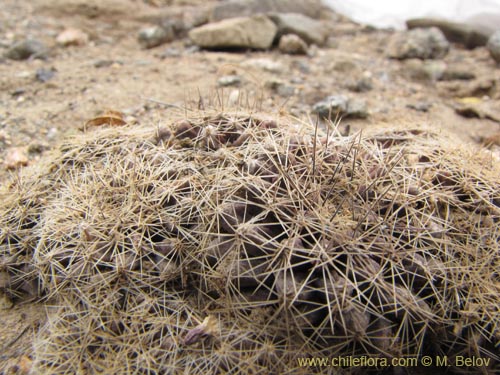 Image of Eriosyce sp. #2220 (). Click to enlarge parts of image.