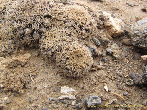 Image of Eriosyce sp. #2220 (). Click to enlarge parts of image.